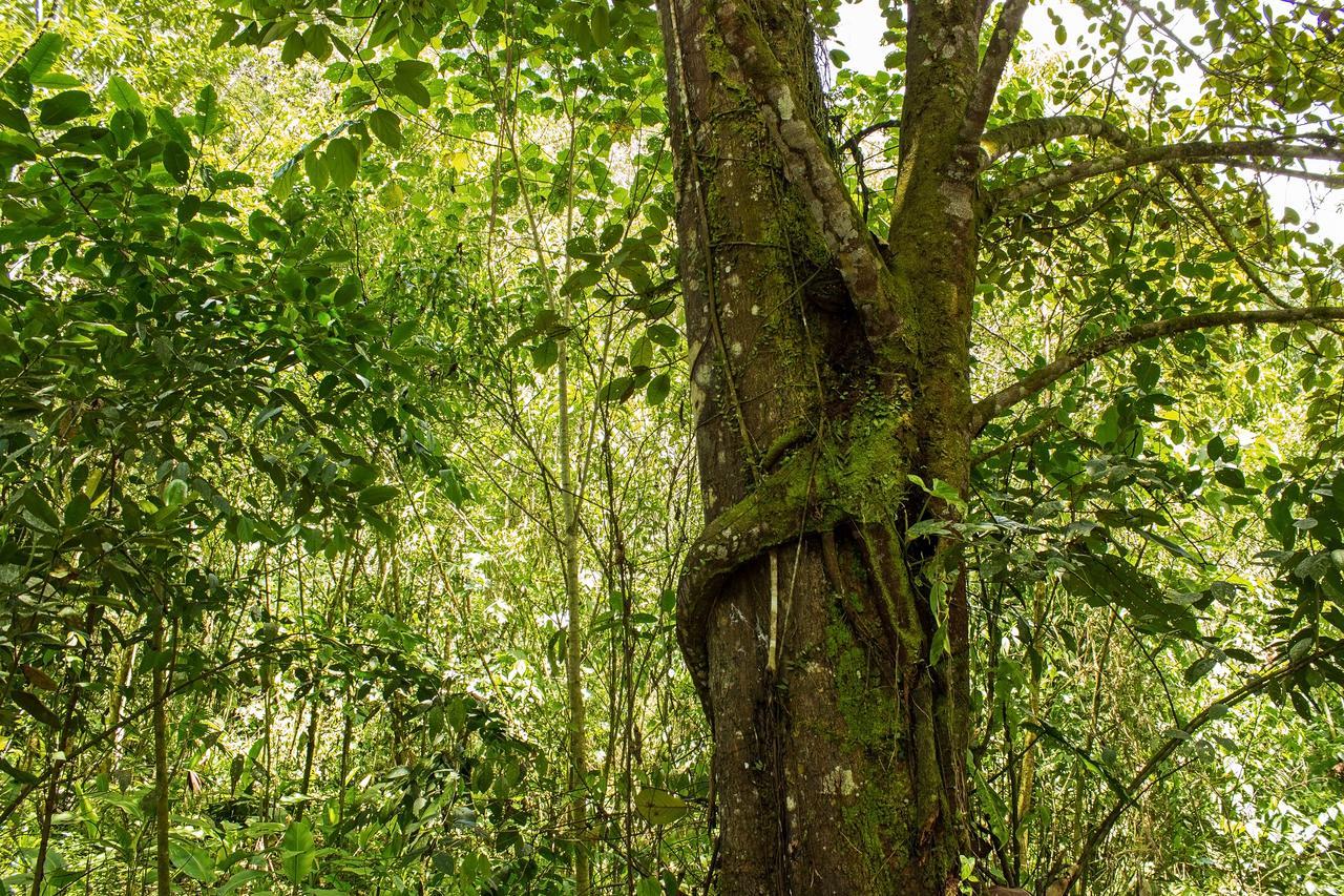 Kuyana Amazon Lodge Archidona Zimmer foto